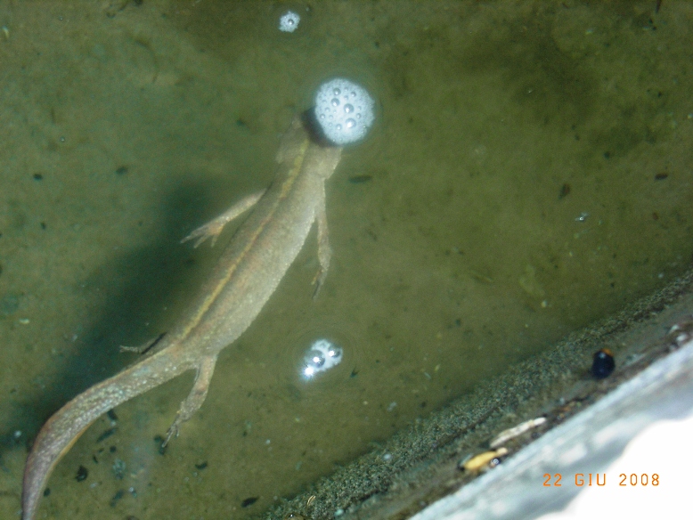 tritone - Triturus carnifex